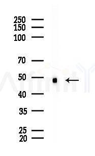 AP2 alpha Recombinant Rabbit mAb - Western blot analysis of lysates from PC12 cells(UV 30min treatment), using AP2 alpha Recombinant Rabbit mAb at 1/1000 dilution.