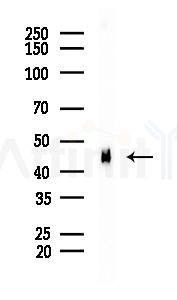 ATP1B1 Recombinant Rabbit mAb - Western blot analysis of lysates from Rat brain, using ATP1B1 Recombinant Rabbit mAb at 1/1000 dilution.