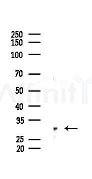 CDK5 Recombinant Rabbit mAb - Western blot analysis of lysates from Mouse testis, using CDK5 Recombinant Rabbit mAb at 1/1000 dilution.