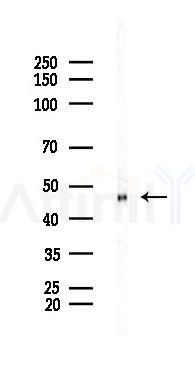 SOX1 Recombinant Rabbit mAb - Western blot analysis of lysates from HUVEC cells(starvation 24h treatment), using SOX1 Recombinant Rabbit mAb at 1/1000 dilution.