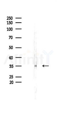 Cyclin H Recombinant Rabbit mAb - Western blot analysis of lysates from K562 cells(heat-shock 45min treatment), using Cyclin H Recombinant Rabbit mAb at 1/1000 dilution.