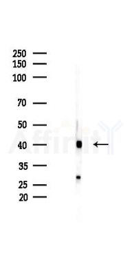 ATF1 Recombinant Rabbit mAb - Western blot analysis of lysates from Mouse brain, using ATF1 Recombinant Rabbit mAb at 1/1000 dilution.