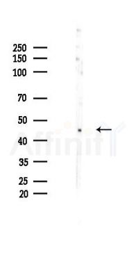 PAX8 Recombinant Rabbit mAb - Western blot analysis of lysates from B16F10-LUC cells(LPS 4h treatment), using PAX8 Recombinant Rabbit mAb at 1/1000 dilution.