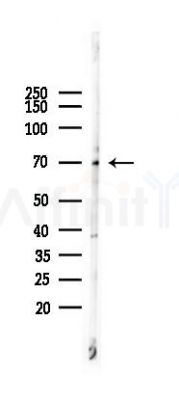 Lamin B1 Mouse Monoclonal Antibody - Western blot analysis of lysates from Mouse heart, using Lamin B1 Mouse Monoclonal Antibody at 1/1000 dilution.