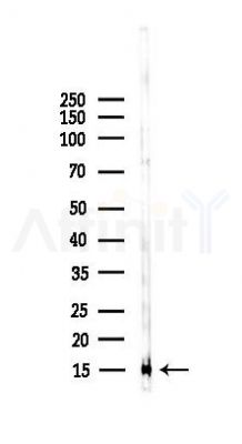 H2A Mouse monoclonal Antibody - Western blot analysis of lysates from Mouse heart, using H2A Mouse monoclonal Antibody at 1/1000 dilution.
