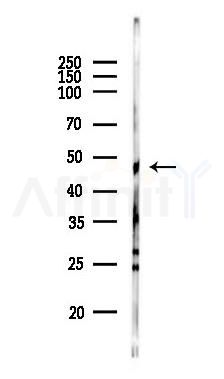 p38 MAPK Monoclonal Antibody - Western blot analysis of lysates from RAW264.