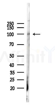 Nrf2 mouse monoclonal Antibody - Western blot analysis of lysates from Mouse heart, using Nrf2 mouse monoclonal Antibody at 1/1000 dilution.