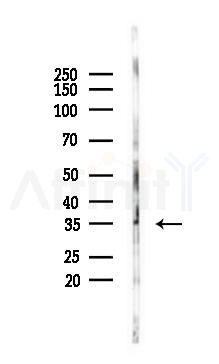IL1 beta Mouse Monoclonal Antibody - Western blot analysis of lysates from K562 cells(LPS 4h treatment), using IL1 beta Mouse Monoclonal Antibody at 1/1000 dilution.