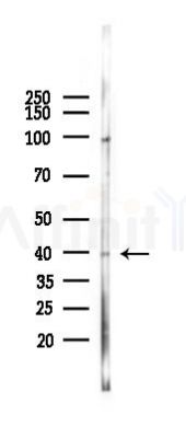 IL1 beta Mouse Monoclonal Antibody - Western blot analysis of lysates from Mouse heart, using IL1 beta Mouse Monoclonal Antibody at 1/1000 dilution.