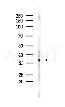 Nucleophosmin Mouse Monoclonal Antibody - Western blot analysis of lysates from B16F10-LUC cells(UV 30min treatment), using Nucleophosmin Mouse Monoclonal Antibody at 1/1000 dilution.