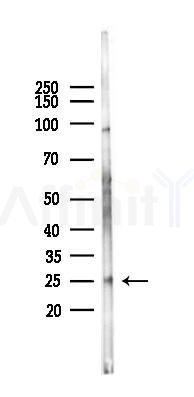 Glucagon Mouse Monoclonal Antibody - Western blot analysis of lysates from Mouse heart, using Glucagon Mouse Monoclonal Antibody at 1/1000 dilution.