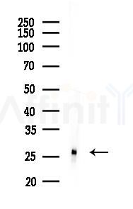 Galectin 3 Mouse Monoclonal Antibody - Western blot analysis of lysates from Rat liver, using Galectin 3 Mouse Monoclonal Antibody at 1/1000 dilution.