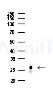 Galectin 3 Mouse Monoclonal Antibody - Western blot analysis of lysates from Rat lung, using Galectin 3 Mouse Monoclonal Antibody at 1/1000 dilution.