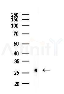 Galectin 3 Mouse Monoclonal Antibody - Western blot analysis of lysates from PC12 cells(starvation 24h treatment), using Galectin 3 Mouse Monoclonal Antibody at 1/1000 dilution.