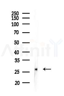 Galectin 3 Mouse Monoclonal Antibody - Western blot analysis of lysates from RAW264.