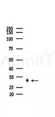 Galectin 3 Mouse Monoclonal Antibody - Western blot analysis of lysates from Hela cells(heat-shock 45min treatment), using Galectin 3 Mouse Monoclonal Antibody at 1/1000 dilution.