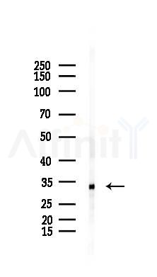 ATPG Mouse Monoclonal Antibody - Western blot analysis of lysates from Mouse muscle, using ATPG Mouse Monoclonal Antibody at 1/1000 dilution.
