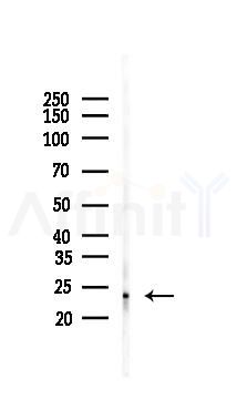 MRPL11 Mouse Monoclonal Antibody - Western blot analysis of lysates from Mouse kidney, using MRPL11 Mouse Monoclonal Antibody at 1/1000 dilution.