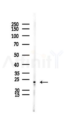 MRPL11 Mouse Monoclonal Antibody - Western blot analysis of lysates from Mouse brain, using MRPL11 Mouse Monoclonal Antibody at 1/1000 dilution.