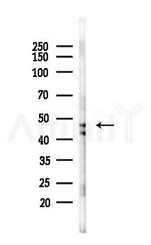 ACTR3 Mouse Monoclonal Antibody - Western blot analysis of lysates from 293 cells(UV 30min treatment), using ACTR3 Mouse Monoclonal Antibody at 1/1000 dilution.
