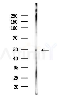 FOXA1 Mouse Monoclonal Antibody - Western blot analysis of lysates from HepG2 cells(heat-shock 45min treatment), using FOXA1 Mouse Monoclonal Antibody at 1/1000 dilution.