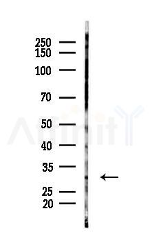Prohibitin Mouse Monoclonal Antibody - Western blot analysis of lysates from B16F10-LUC cells(UV 30min treatment), using Prohibitin Mouse Monoclonal Antibody at 1/1000 dilution.