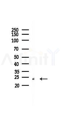 RHOF Mouse Monoclonal Antibody - Western blot analysis of lysates from Mouse kidney, using RHOF Mouse Monoclonal Antibody at 1/1000 dilution.