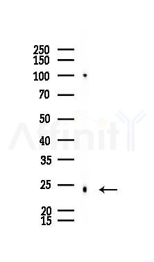 RHOF Mouse Monoclonal Antibody - Western blot analysis of lysates from Mouse brain, using RHOF Mouse Monoclonal Antibody at 1/1000 dilution.