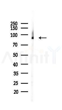 ATXN7L1 Mouse Monoclonal Antibody - Western blot analysis of lysates from 293 cells(UV 30min treatment), using ATXN7L1 Mouse Monoclonal Antibody at 1/1000 dilution.