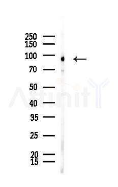 ATXN7L1 Mouse Monoclonal Antibody - Western blot analysis of lysates from Mouse brain, using ATXN7L1 Mouse Monoclonal Antibody at 1/1000 dilution.