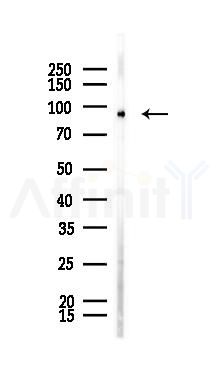 ATXN7L1 Mouse Monoclonal Antibody - Western blot analysis of lysates from Mouse brain, using ATXN7L1 Mouse Monoclonal Antibody at 1/1000 dilution.