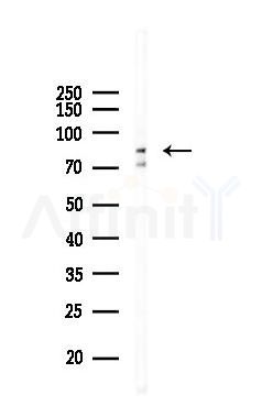 IKK-beta Mouse Monoclonal Antibody - Western blot analysis of lysates from RAW264.