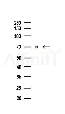 Lamin A/C Mouse Monoclonal Antibody - Western blot analysis of lysates from PC12 cells(starvation 24h treatment), using Lamin A/C Mouse Monoclonal Antibody at 1/1000 dilution.