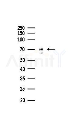 Lamin A/C Mouse Monoclonal Antibody - Western blot analysis of lysates from HUVEC cells(starvation 24h treatment), using Lamin A/C Mouse Monoclonal Antibody at 1/1000 dilution.