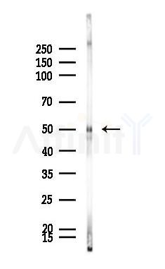 GSK3 alpha Mouse Monoclonal Antibody - Western blot analysis of lysates from Mouse brain, using GSK3 alpha Mouse Monoclonal Antibody at 1/1000 dilution.
