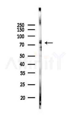 Synapsin I Mouse Monoclonal Antibody - Western blot analysis of lysates from Mouse brain, using Synapsin I Mouse Monoclonal Antibody at 1/1000 dilution.