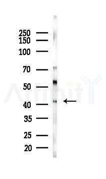 GPR120 Mouse Monoclonal Antibody - Western blot analysis of lysates from Rat heart, using GPR120 Mouse Monoclonal Antibody at 1/1000 dilution.