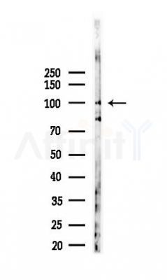 CD6 Mouse Monoclonal Antibody - Western blot analysis of lysates from K562 cells(starvation 24h treatment), using CD6 Mouse Monoclonal Antibody at 1/1000 dilution.