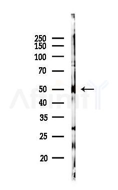 Cytokeratin 13 Mouse Monoclonal Antibody - Western blot analysis of lysates from Mouse brain, using Cytokeratin 13 Mouse Monoclonal Antibody at 1/1000 dilution.