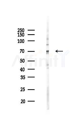 G3BP-1 Mouse Monoclonal Antibody - Western blot analysis of lysates from COLO205 cells(LPS 4h treatment), using G3BP-1 Mouse Monoclonal Antibody at 1/1000 dilution.