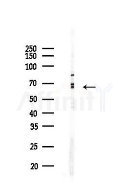 G3BP-1 Mouse Monoclonal Antibody - Western blot analysis of lysates from K562 cells(LPS 4h treatment), using G3BP-1 Mouse Monoclonal Antibody at 1/1000 dilution.