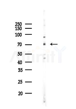 G3BP-1 Mouse Monoclonal Antibody - Western blot analysis of lysates from RAW264.