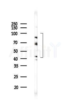 ADRB2 Mouse Monoclonal Antibody - Western blot analysis of lysates from RAW264.