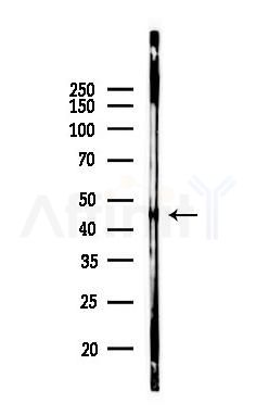 HtrA2 Mouse Monoclonal Antibody - Western blot analysis of lysates from Mouse brain, using HtrA2 Mouse Monoclonal Antibody at 1/1000 dilution.