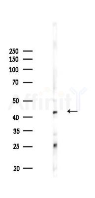 HtrA2 Mouse Monoclonal Antibody - Western blot analysis of lysates from Mouse heart, using HtrA2 Mouse Monoclonal Antibody at 1/1000 dilution.