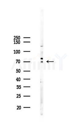 PRC1 Mouse Monoclonal Antibody - Western blot analysis of lysates from 293 cells(heat-shock 45min treatment), using PRC1 Mouse Monoclonal Antibody at 1/1000 dilution.