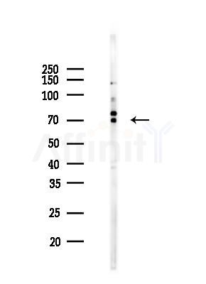 PRC1 Mouse Monoclonal Antibody - Western blot analysis of lysates from K562 cells(LPS 4h treatment), using PRC1 Mouse Monoclonal Antibody at 1/1000 dilution.
