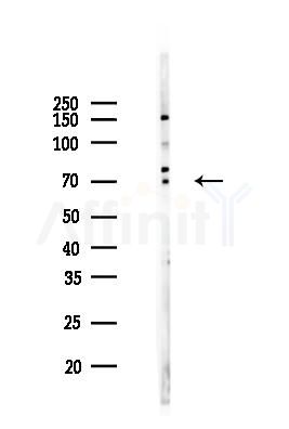 PRC1 Mouse Monoclonal Antibody - Western blot analysis of lysates from COLO205 cells(LPS 4h treatment), using PRC1 Mouse Monoclonal Antibody at 1/1000 dilution.