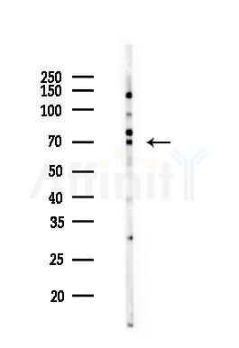 PRC1 Mouse Monoclonal Antibody - Western blot analysis of lysates from RAW264.