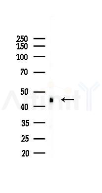 pan Actin Mouse Monoclonal Antibody - Western blot analysis of lysates from PC12 cells(starvation 24h treatment), using pan Actin Mouse Monoclonal Antibody at 1/1000 dilution.